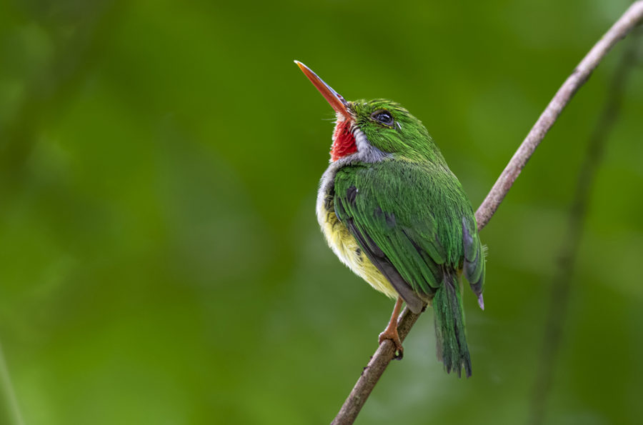 Puerto Rican Tody perched by August Davidson-Onsgard