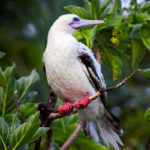 Red-footed Booby white morph