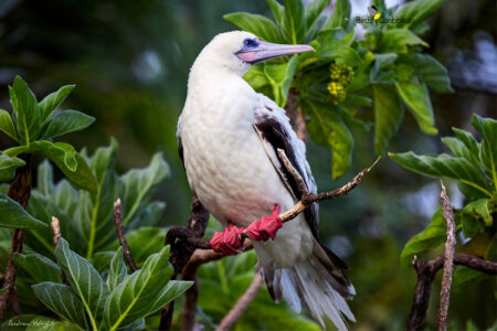 Red-footed Booby white morph