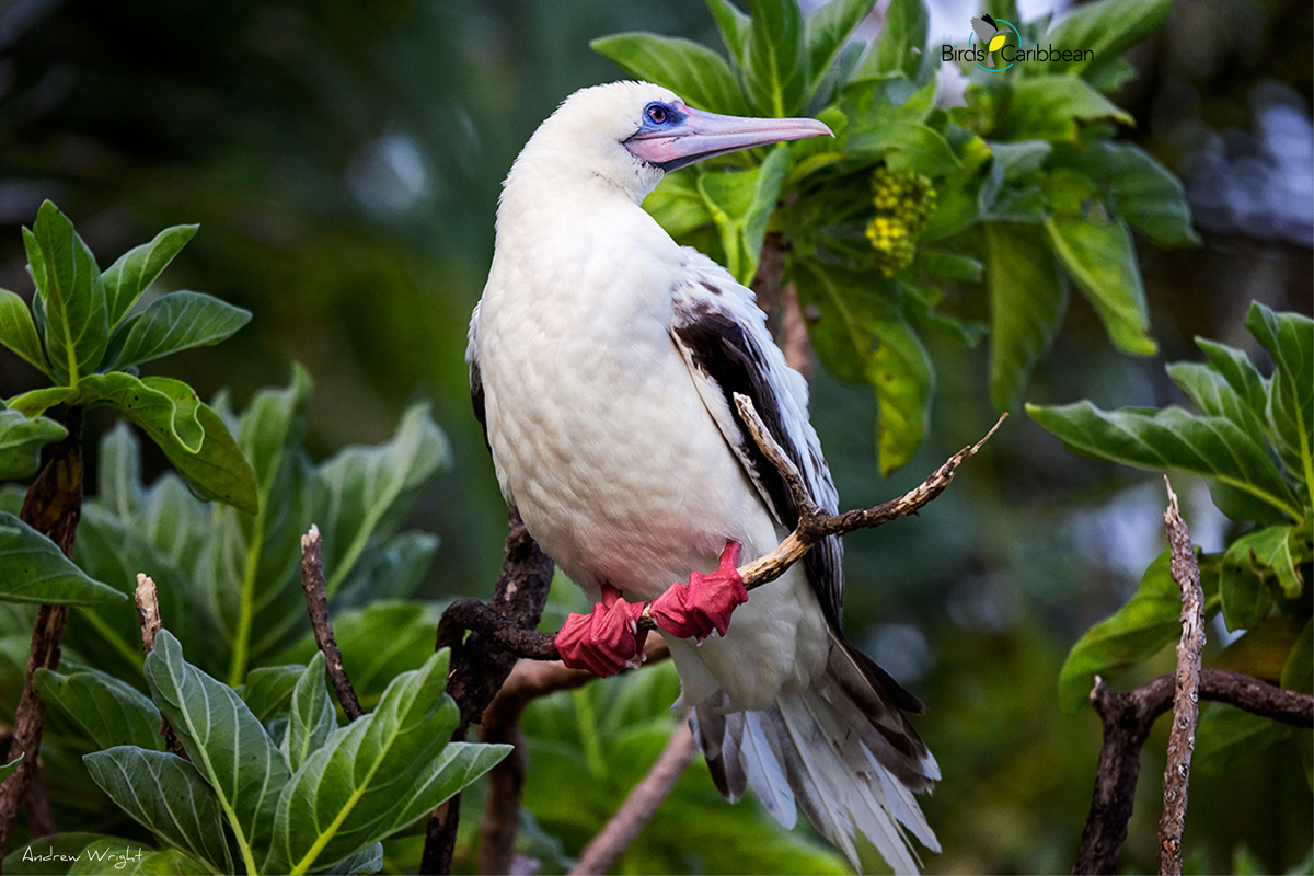 The Galapagos Red-footed Booby - the smallest but fastest