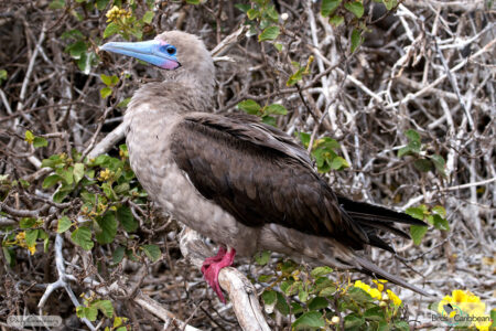 Red-footed Booby - brown morph