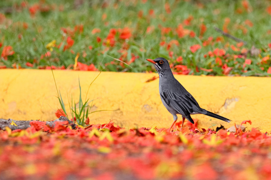 Red-legged Thrush on the ground amongst red petals by Edward Hernández-Lara.