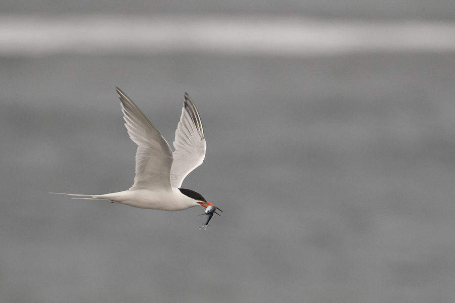 Roseate Tern in flight with a fish in it's bill. By ruce Lyon.