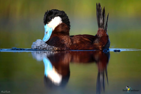 MEDIAS NIÑAS PLOMAS – Ruddy