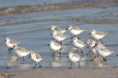 Sanderlings (Photo by Scott Hecker)