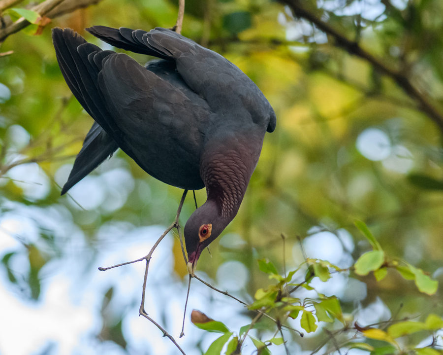 Scaly-naped Pigeon reaching down for a twig by Jen O.