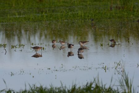 A mix of shorebirds feeding in water