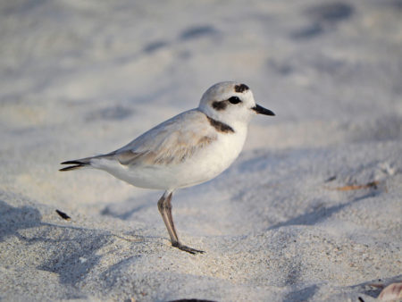 Photo of a Snowy plover standing on the shore.