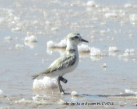 A Snowy Plover, with a black leg ring '6A SNPL' walks along the shore.