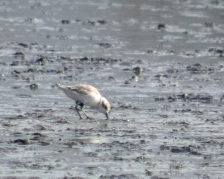 A Snowy Plover, with a black leg ring '6A SNPL' with its head down, searching for food in the mud flat.