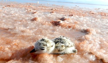 Snowy Plover chick resting on salt crystals at Saline San Pedro de Coche, Coche Island. 