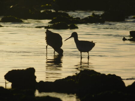 Shorebird silhouetted in a sunset