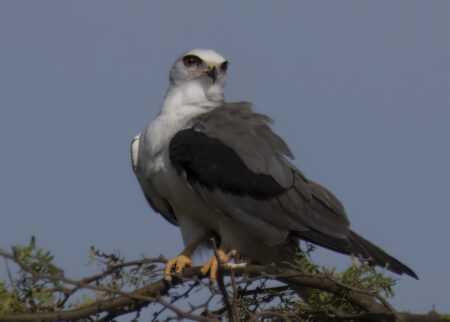 White-tailed Kite perched on a tree