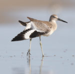 Willet with wing slightly open, showing black-and-white pattern