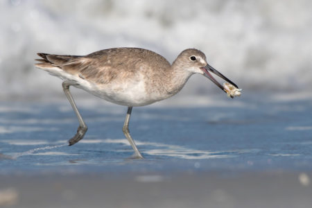 Willet with food