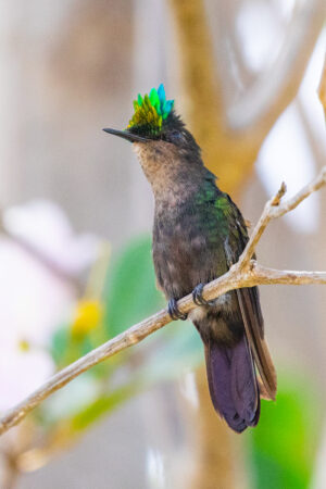 Antillean Crested Hummingbird