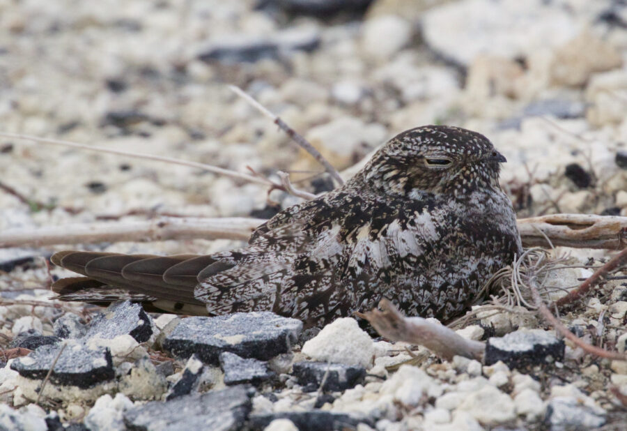 Antillean Nighthawk on a nest