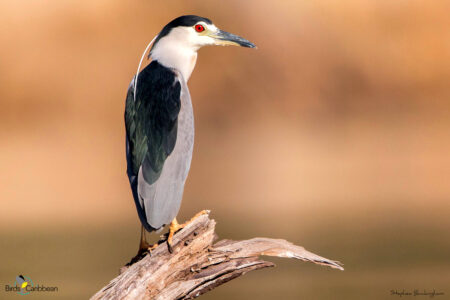 Black-crowned Night-Heron