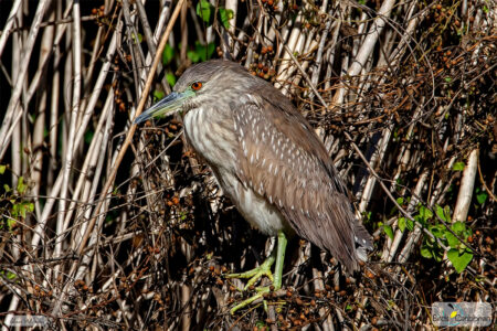 Juvenile Black-crowned Night-Heron