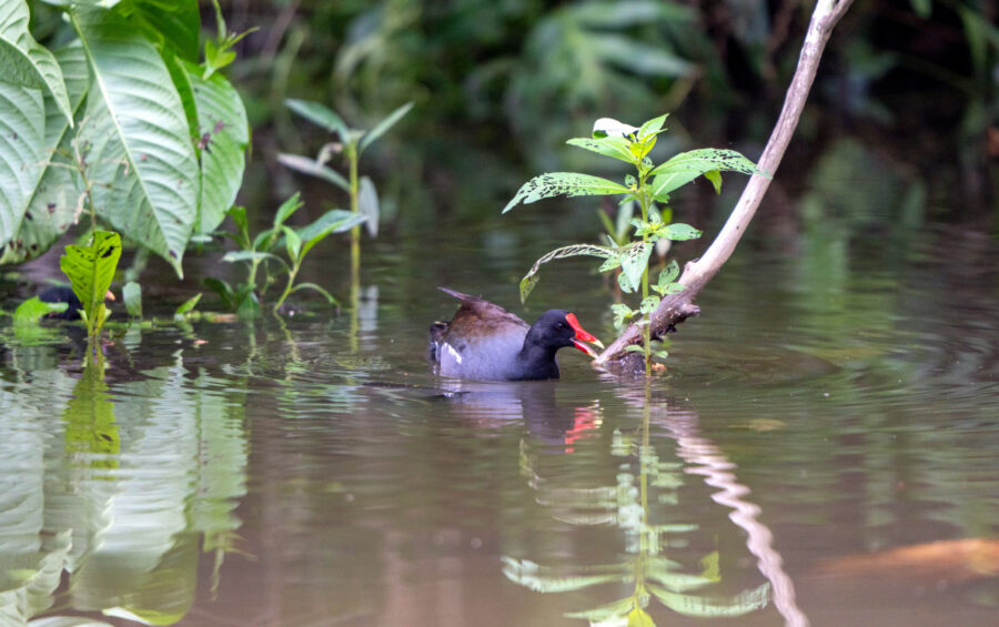 A Common Gallinule on a pond