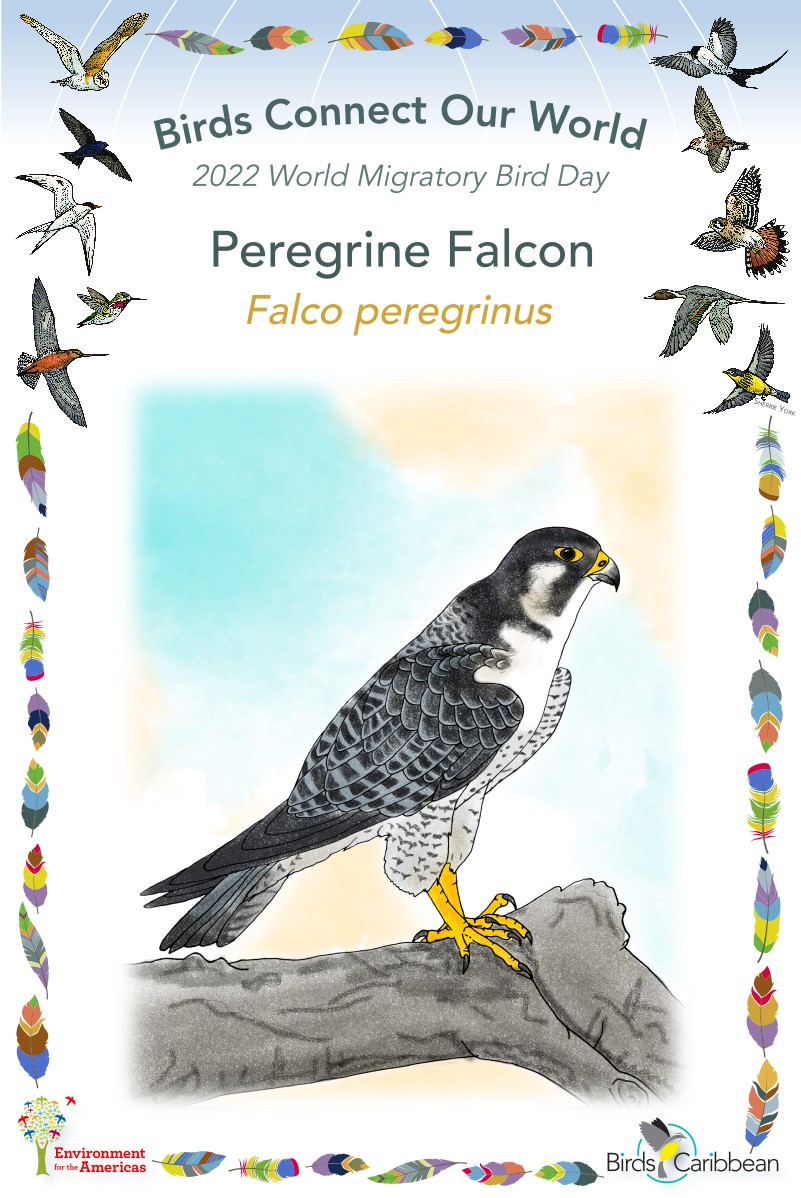 Falcon, Bird of Prey, Hunting & Migration