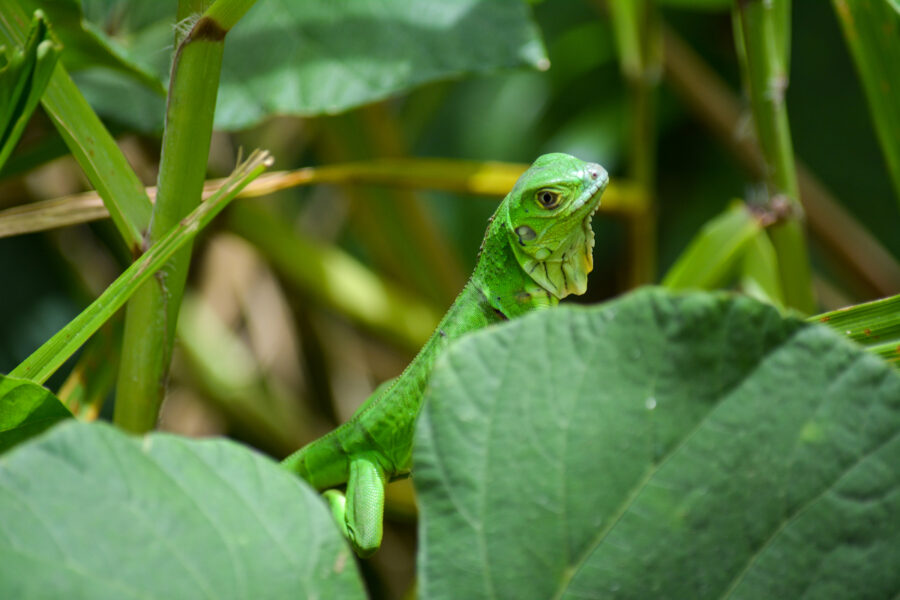 Small Green Iguana