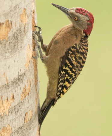 Hispanionlan Woodpecker