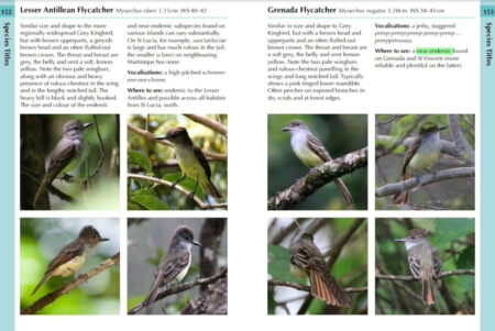 Sample page from book showing flycatchers