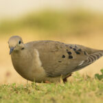 A Mourning Dove, one of the birds Simón taught children to imitate. (Photo by Carlos Gomez)