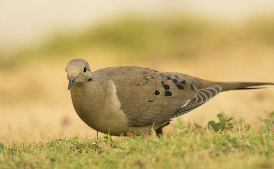 A Mourning Dove, one of the birds Simón taught children to imitate. (Photo by Carlos Gomez)