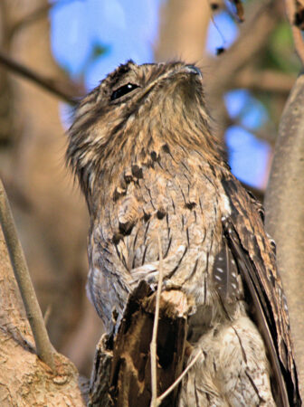 Northern Potoo perched