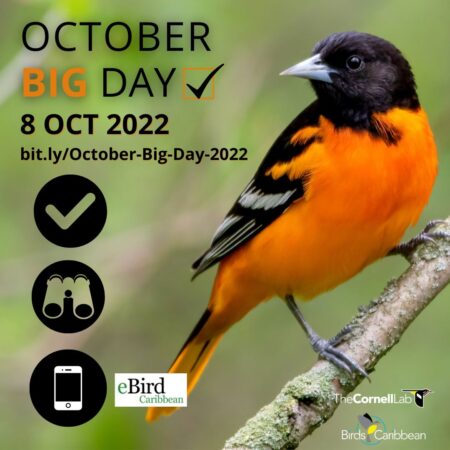 BirdsCaribbean October Big Day Graphic featuring a Baltimore Oriole