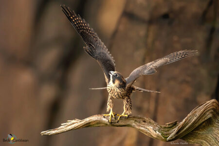 Juvenile Peregrine Falcon