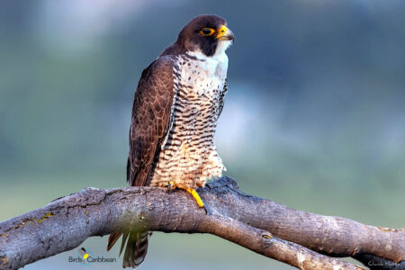 Peregrine Falcon