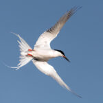 Roseate Tern in flight