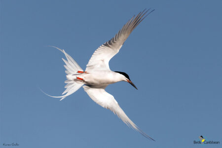 Roseate Tern in flight