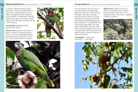 A sample page of birds of the Lesser Antilles