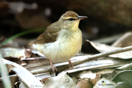 Swainson's Warbler on the ground