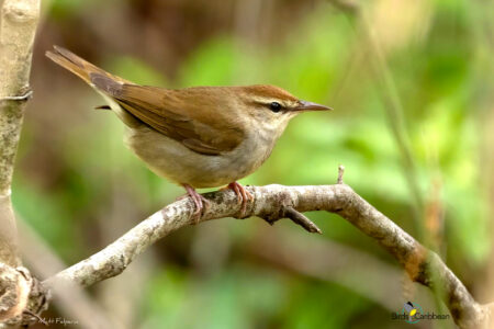 Swainson's Warbler perched on a twig