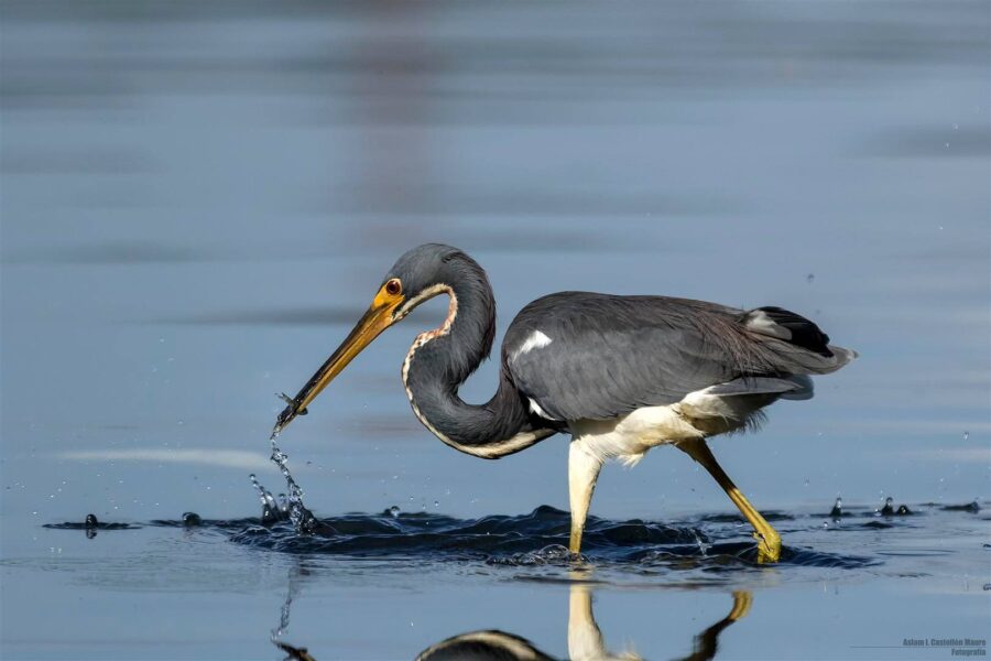 Tricoloured Heron with a fish