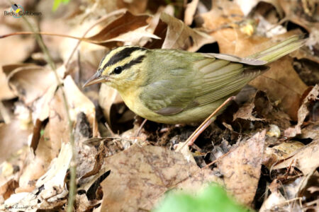 Worm-eating Warbler perched on the ground