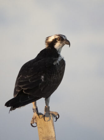 Banded Osprey perched