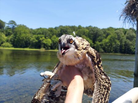 Osprey getting banded