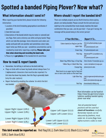 Banding-Piping-Plover-Graphic-1Page-letter