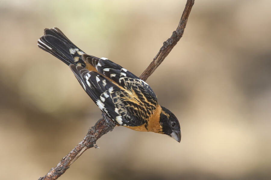 A male Black-headed Grosbeak perched on a branch, showing its black and white upper parts, orange neck and black head.