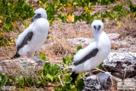 Two fluffy white Brown Booby chicks