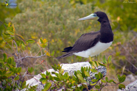 Brown Booby perched on a rock