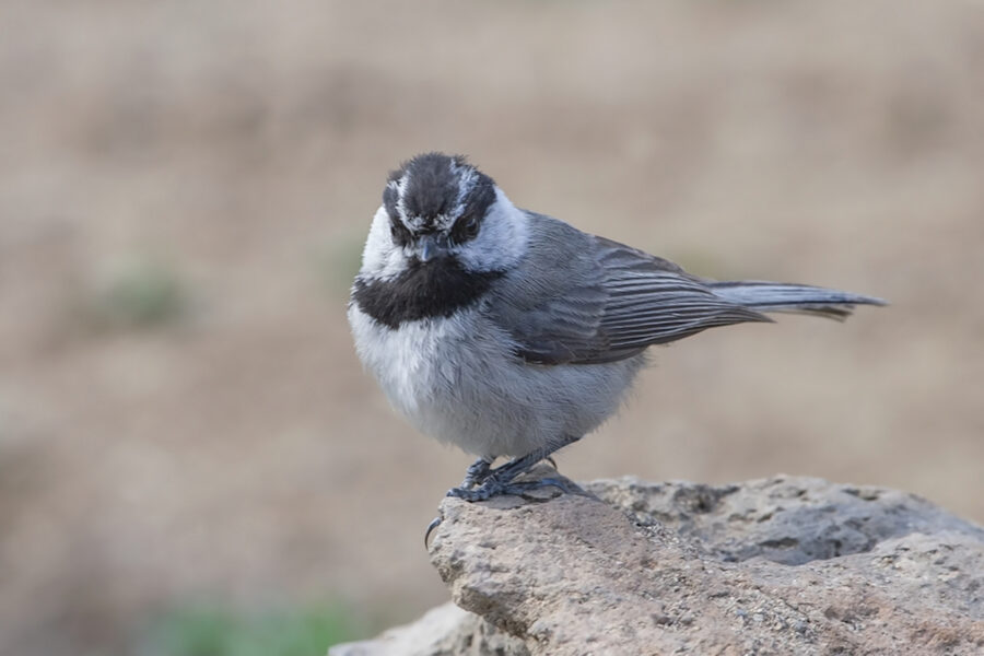 A Mountain Chickadee perched on top of a rock.