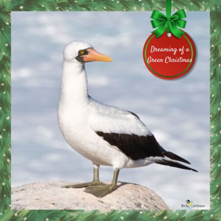 Masked Booby