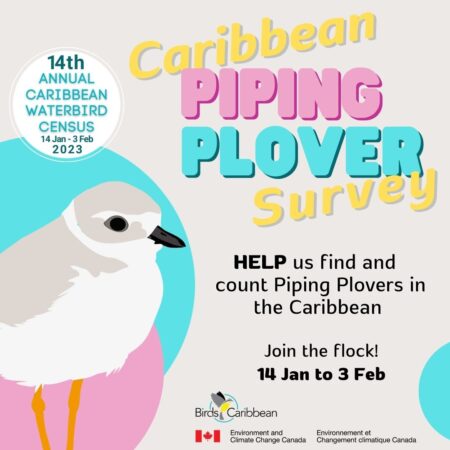 Piping Plover survey promo graphic Help us count Piping plovers during CWC 2023